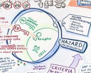 Projektbeispiel Graphic Recording Endocrine Disruptors